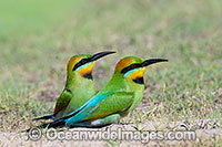 Rainbow Bee-eater Photo - Gary Bell