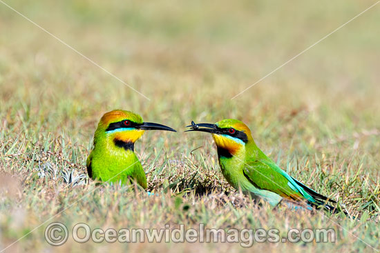 Rainbow Bee-eater photo