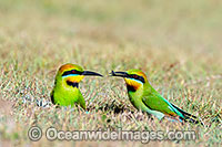 Rainbow Bee-eater Photo - Gary Bell