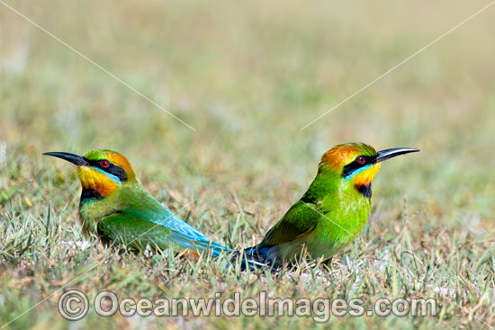Rainbow Bee-eater photo