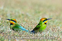 Rainbow Bee-eater Photo - Gary Bell