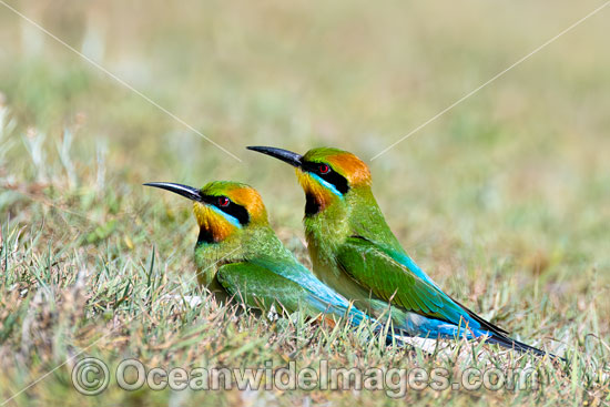 Rainbow Bee-eater photo