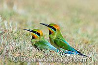 Rainbow Bee-eater Photo - Gary Bell