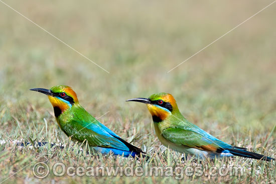 Rainbow Bee-eater photo