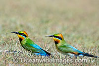 Rainbow Bee-eater Photo - Gary Bell