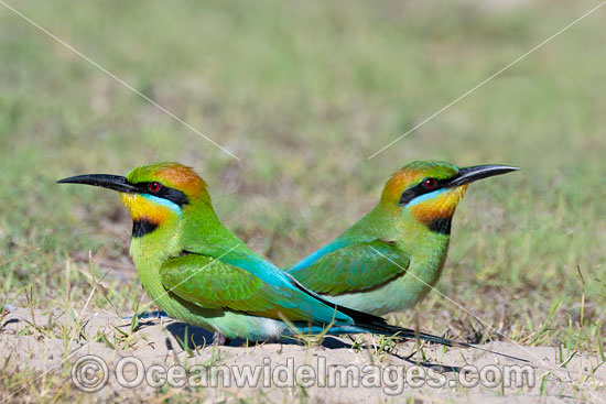 Rainbow Bee-eater photo