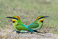 Rainbow Bee-eater Photo - Gary Bell