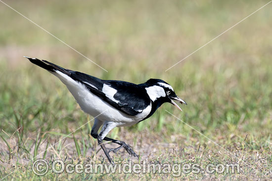 Magpie-lark photo