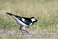 Magpie-lark Photo - Gary Bell