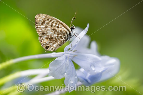 Plumbago Blue Butterfly photo
