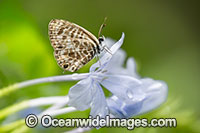 Plumbago Blue Butterfly Photo - Gary Bell