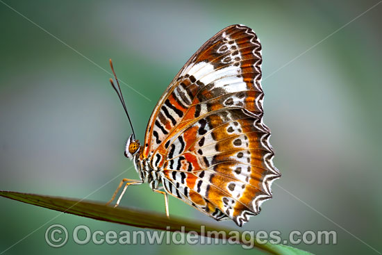 Orange Lacewing Butterfly photo