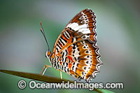 Orange Lacewing Butterfly Photo - Gary Bell