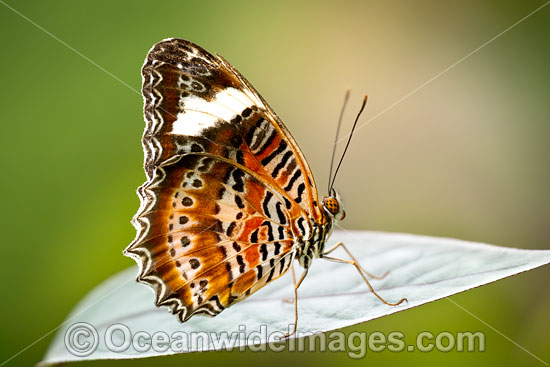 Orange Lacewing Butterfly photo