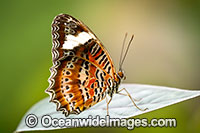 Orange Lacewing Butterfly Photo - Gary Bell