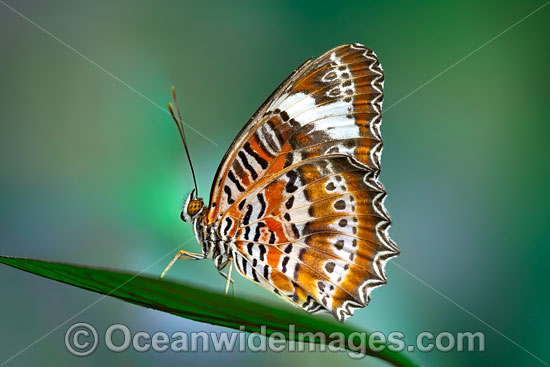 Orange Lacewing Butterfly photo