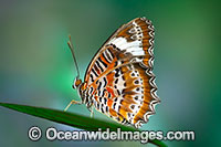 Orange Lacewing Butterfly Photo - Gary Bell