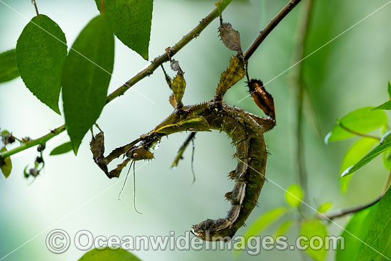 Children's Stick Insect Tropidoderus childrenii photo Children's Stick Insect Tropidoderus childrenii photo