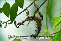 Children's Stick Insect Tropidoderus childrenii Photo - Gary Bell