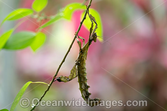 Children's Stick Insect Tropidoderus childrenii photo Children's Stick Insect Tropidoderus childrenii photo