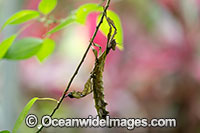 Children's Stick Insect Tropidoderus childrenii Photo - Gary Bell