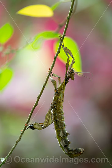 Children's Stick Insect Tropidoderus childrenii photo