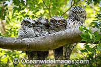 Tawny Frogmouth Photo - Gary Bell