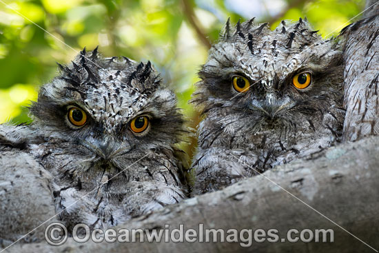 Tawny Frogmouth photo