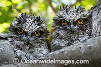 Tawny Frogmouth Photo - Gary Bell