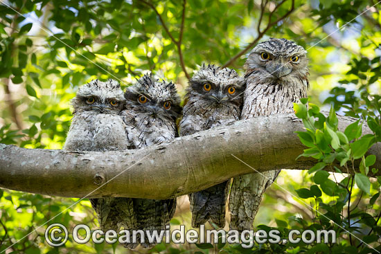 Tawny Frogmouth photo