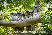 Tawny Frogmouth Photo - Gary Bell