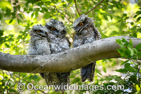 Tawny Frogmouth photo