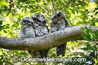Tawny Frogmouth Photo - Gary Bell
