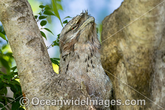 Tawny Frogmouth photo