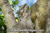 Tawny Frogmouth Photo - Gary Bell