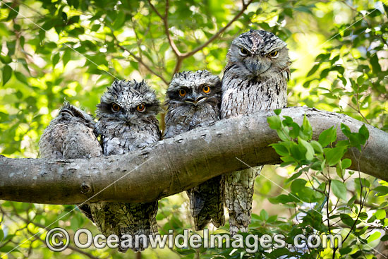 Tawny Frogmouth photo
