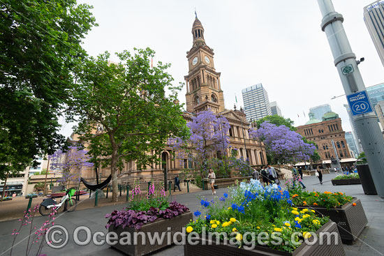 Town Hall Sydney photo