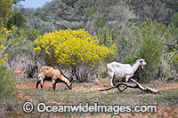 Feral Goats Australia Photo - Gary Bell