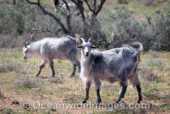 Feral Goats Australia photo