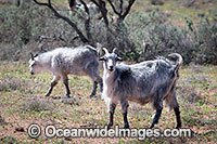 Feral Goats Australia Photo - Gary Bell