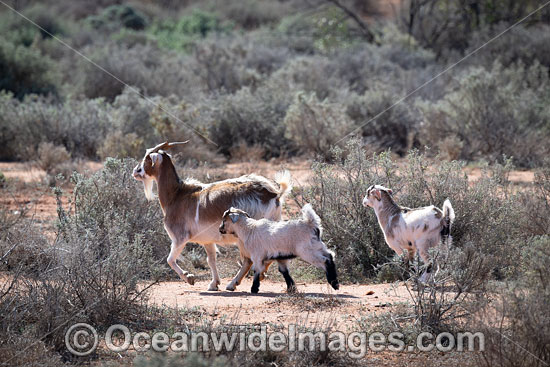 Feral Goats Australia photo