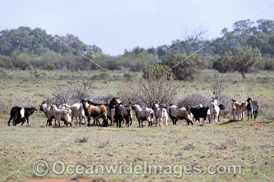 Feral Goats Australia photo