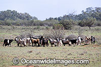 Feral Goats Australia Photo - Gary Bell