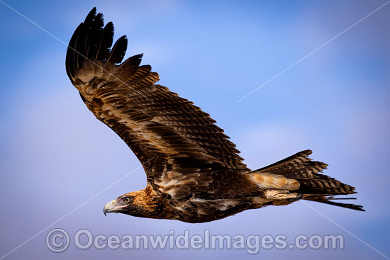 Wedge-tailed Eagle flying photo