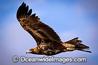 Wedge-tailed Eagle flying Photo - Gary Bell