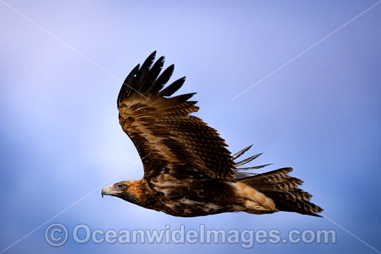 Wedge-tailed Eagle flying photo