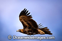 Wedge-tailed Eagle flying Photo - Gary Bell