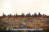 Camel Ride Silverton Photo - Gary Bell