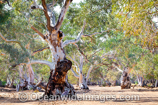 River Red Gums photo