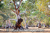River Red Gums Photo - Gary Bell